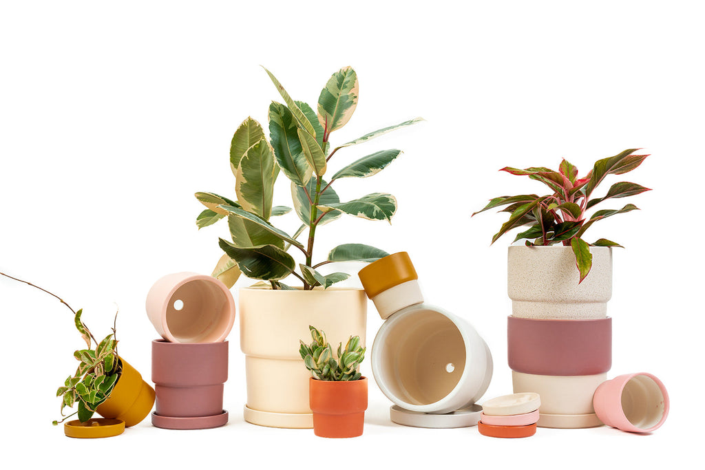 plants with pots for sale SALE* 12.5" Calyx Pot with Water Saucer $35.00 – Momma Pots