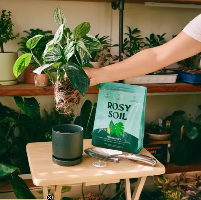 Planting a Plant into a 4.5" Momma Pot Cylinder Planter with Rosy Soil's House Plant Mix.