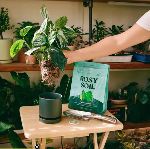 Planting a Plant into a 4.5" Momma Pot Cylinder Planter with Rosy Soil's House Plant Mix.